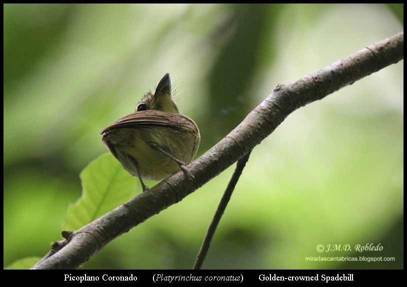 Golden-crowned Spadebill - ML639375543