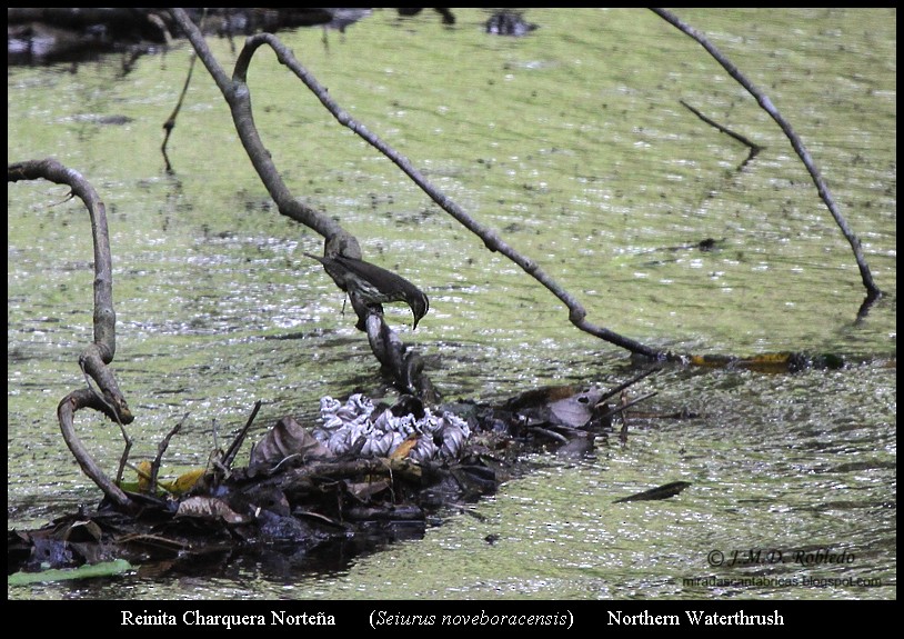 Northern Waterthrush - ML639375573