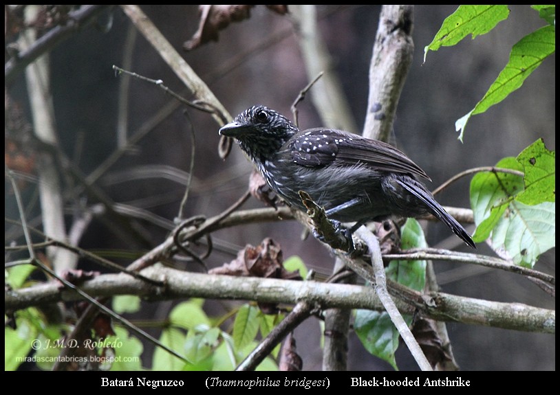 Black-hooded Antshrike - ML639375592
