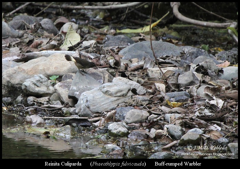 Buff-rumped Warbler - ML639375600
