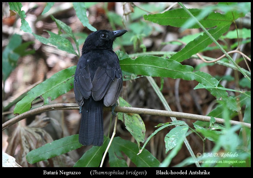 Black-hooded Antshrike - ML639375613