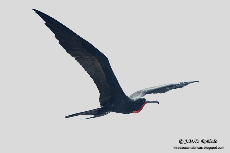 Magnificent Frigatebird - ML639375628