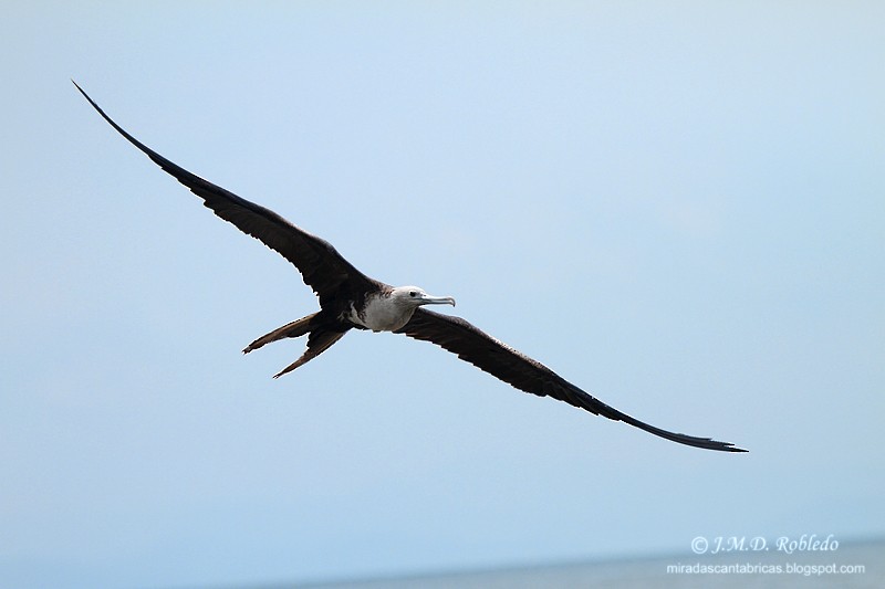 Magnificent Frigatebird - ML639375629