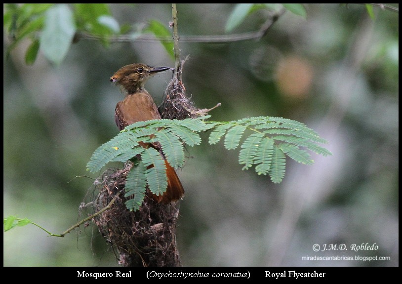 Tropical Royal Flycatcher - ML639375651