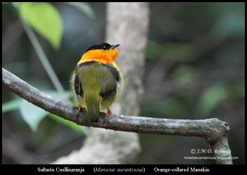 Orange-collared Manakin - ML639375668