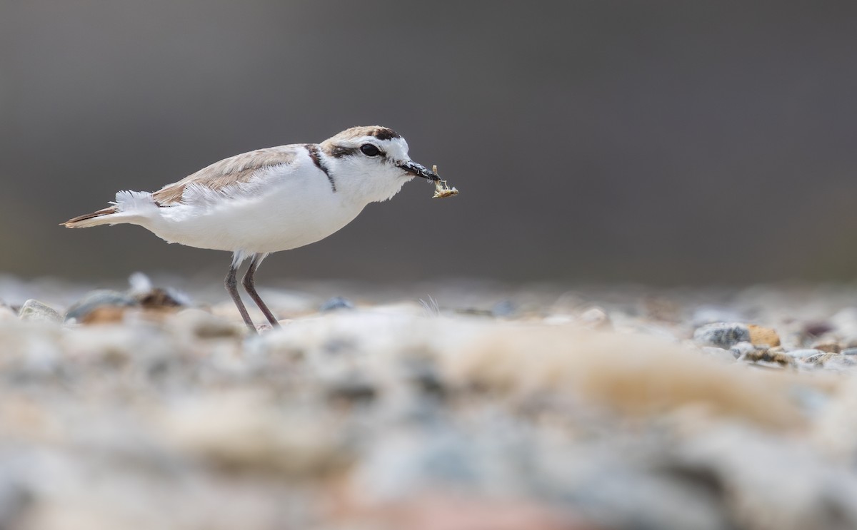 Snowy Plover - ML639375670