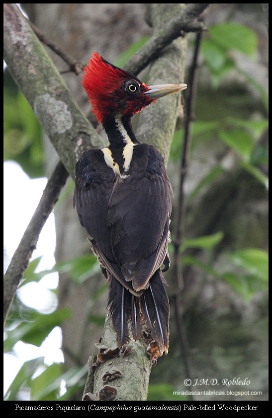 Pale-billed Woodpecker - ML639375676