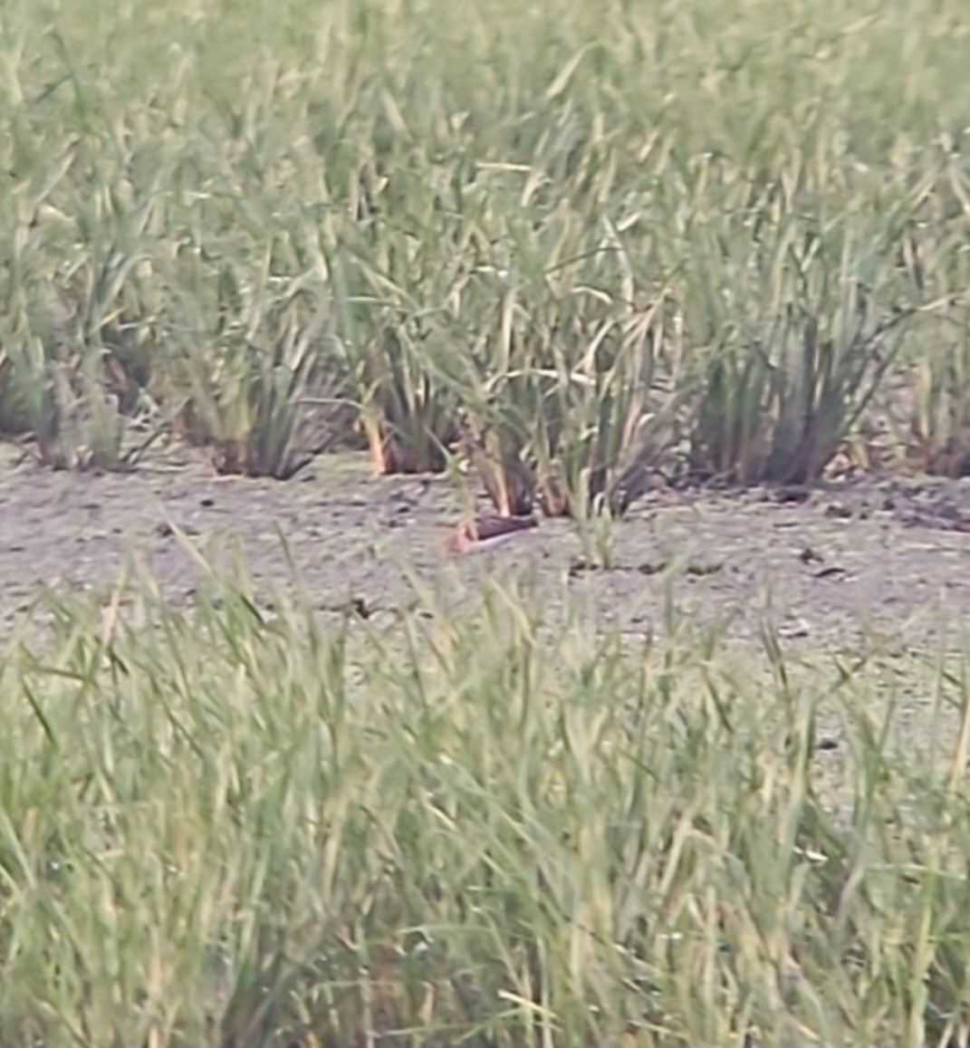 Baird's Sandpiper - ML639375677