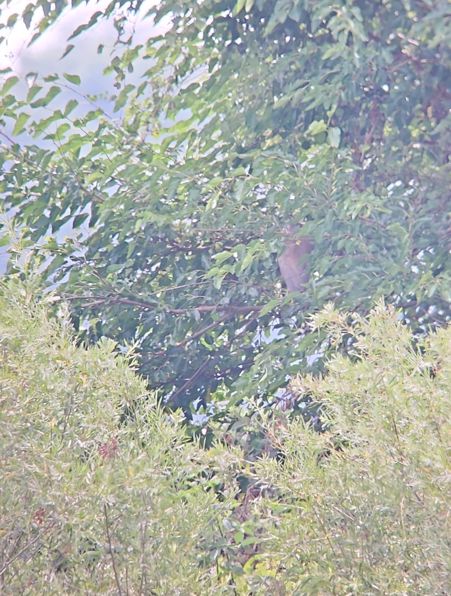 夜鷺 - ML639375717