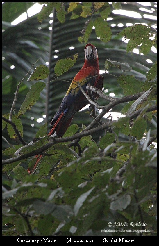 Scarlet Macaw - ML639375727