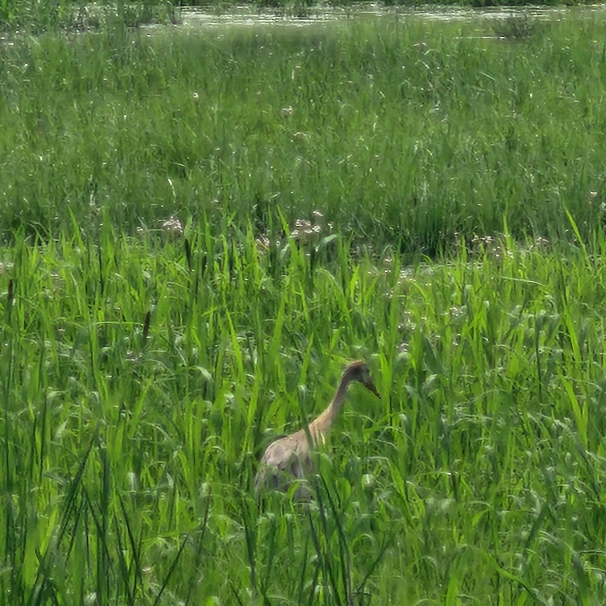 沙丘鶴 - ML639375742