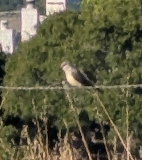 Western Kingbird - ML639375752