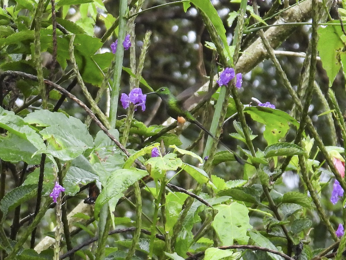 Peruvian Racket-tail - ML639375860