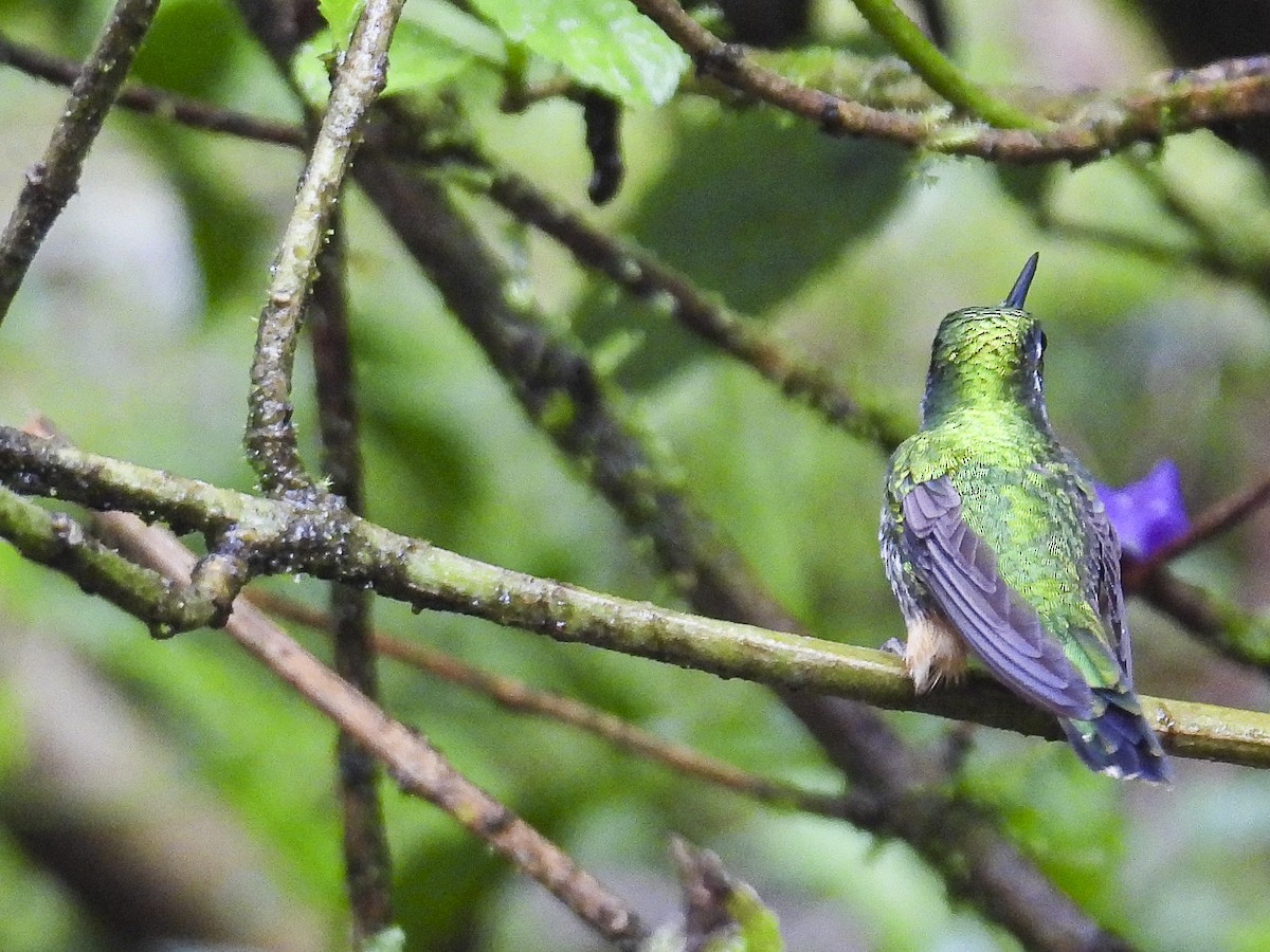 Peruvian Racket-tail - ML639375889