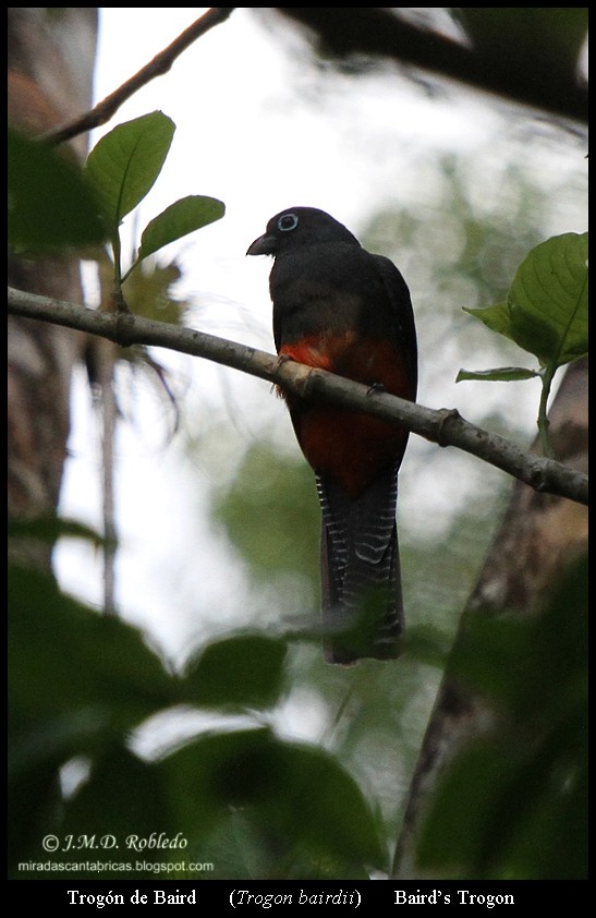 Baird's Trogon - ML639375890
