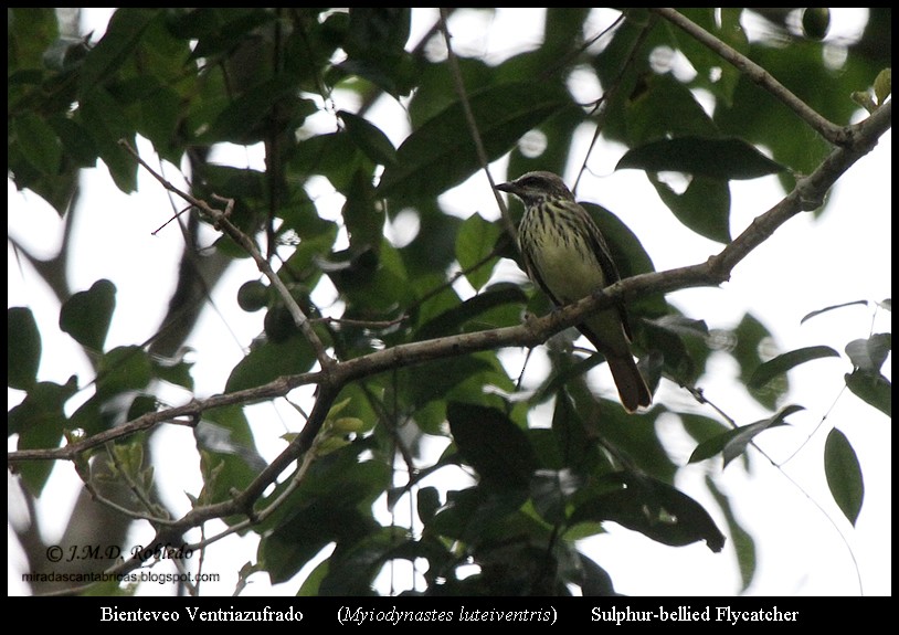 Sulphur-bellied Flycatcher - ML639375973