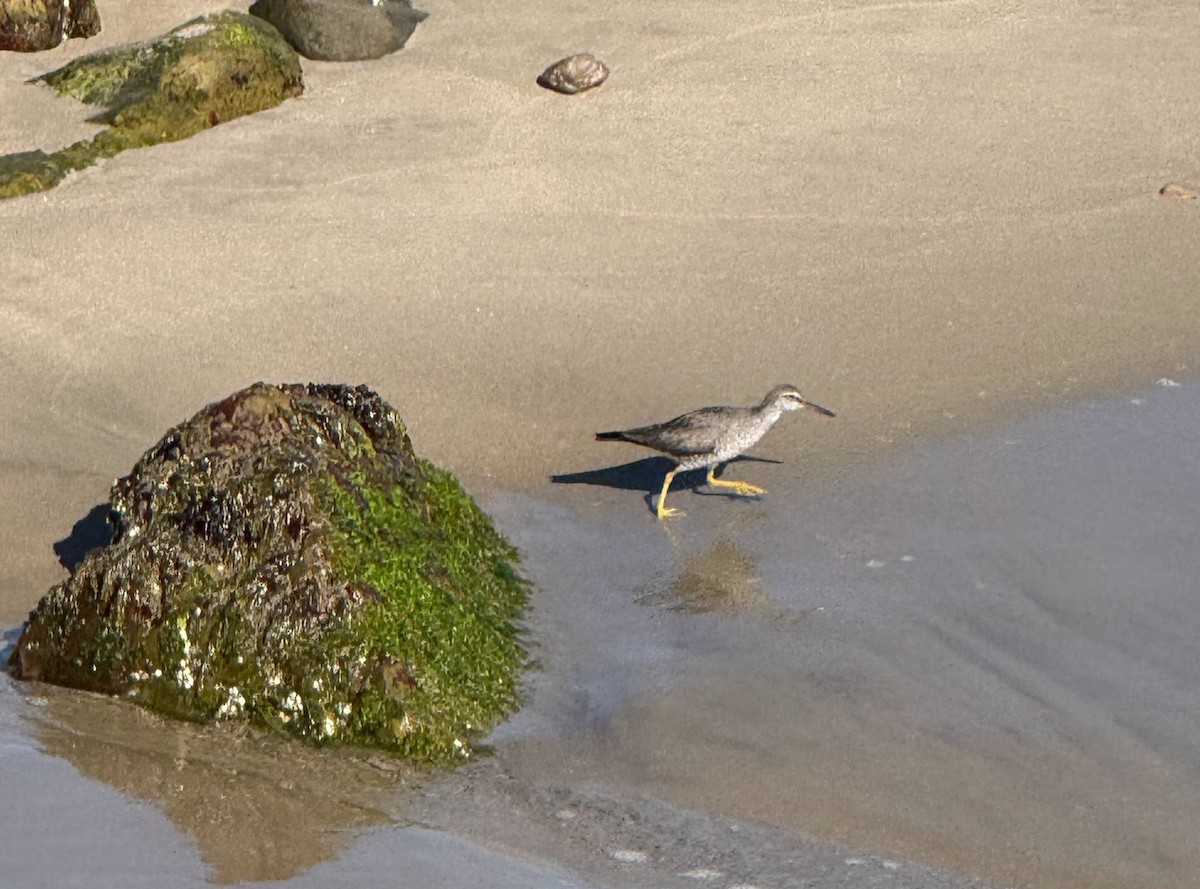 Wandering Tattler - ML639376039