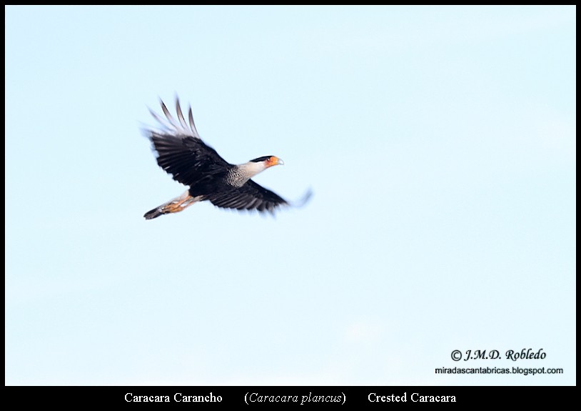 Crested Caracara (Northern) - ML639376098