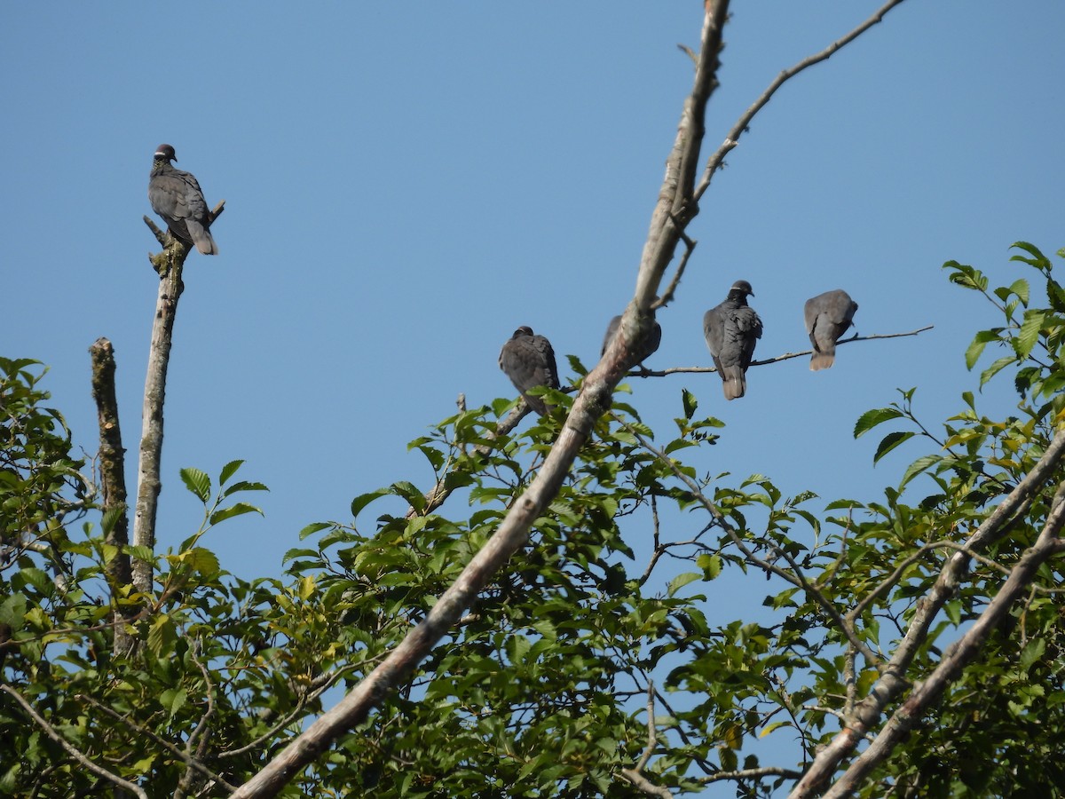 Band-tailed Pigeon - ML639376128
