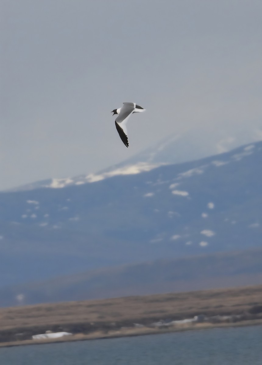 クビワカモメ - ML639376155