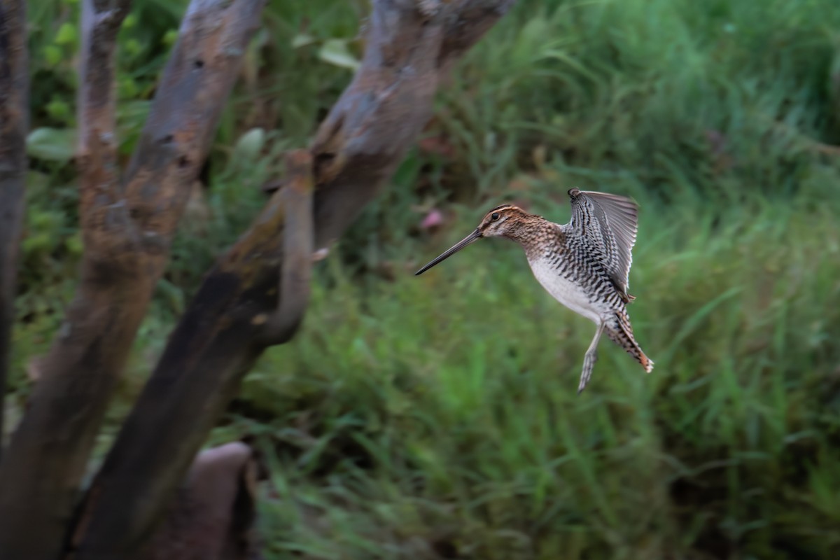 Wilson's Snipe - ML639376187