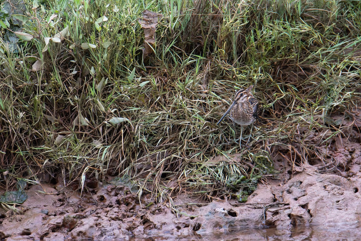 Wilson's Snipe - ML639376188