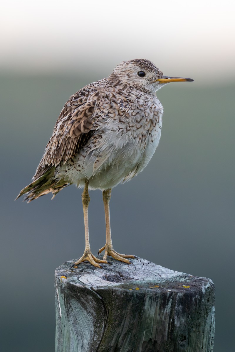 Upland Sandpiper - ML639376325