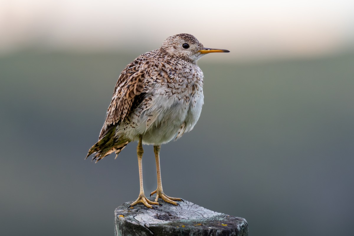 Upland Sandpiper - ML639376326