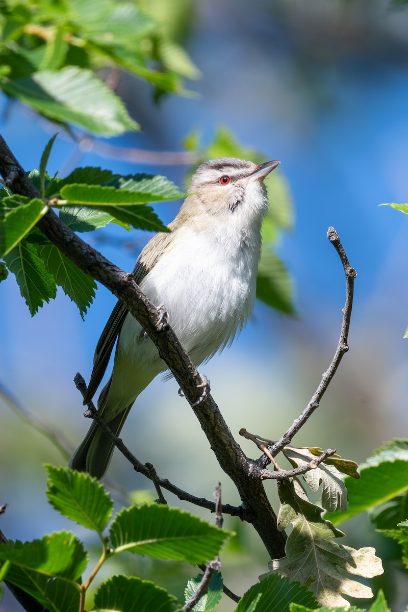 Red-eyed Vireo - ML639376349