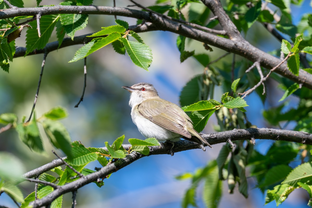 Red-eyed Vireo - ML639376350
