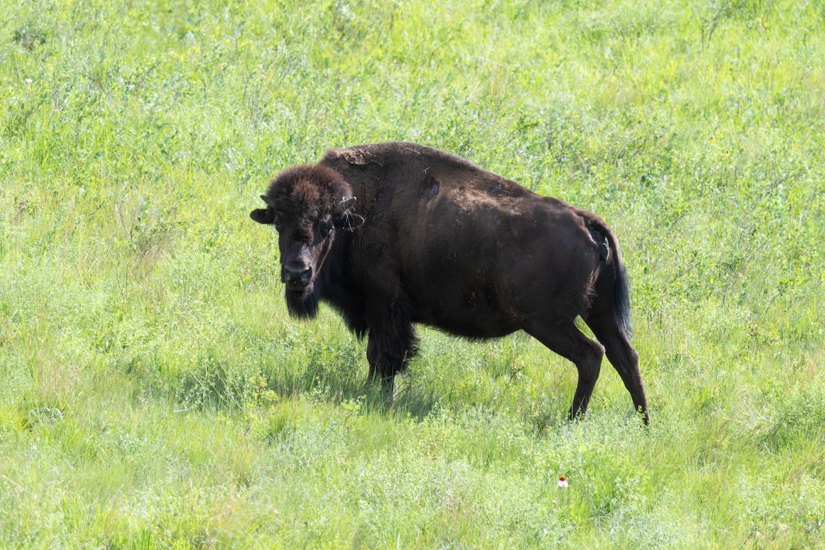 Mammals - ML639376394