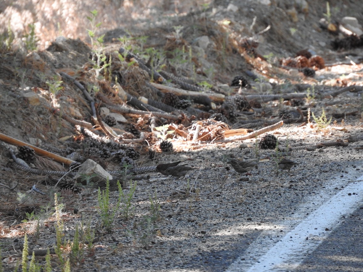 Purple/Cassin's Finch - ML63937651