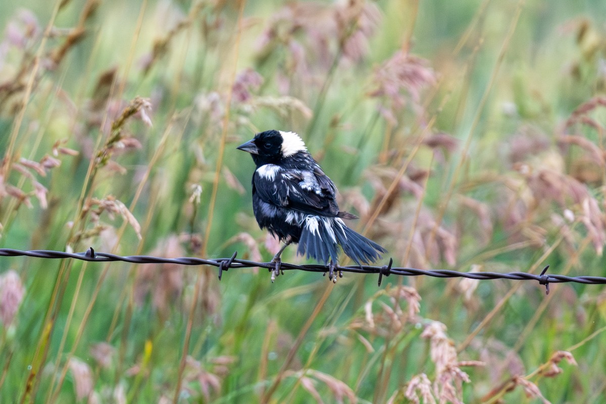 Bobolink - ML639376540