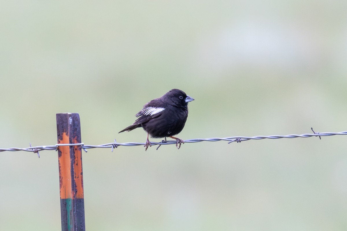 Lark Bunting - ML639376545