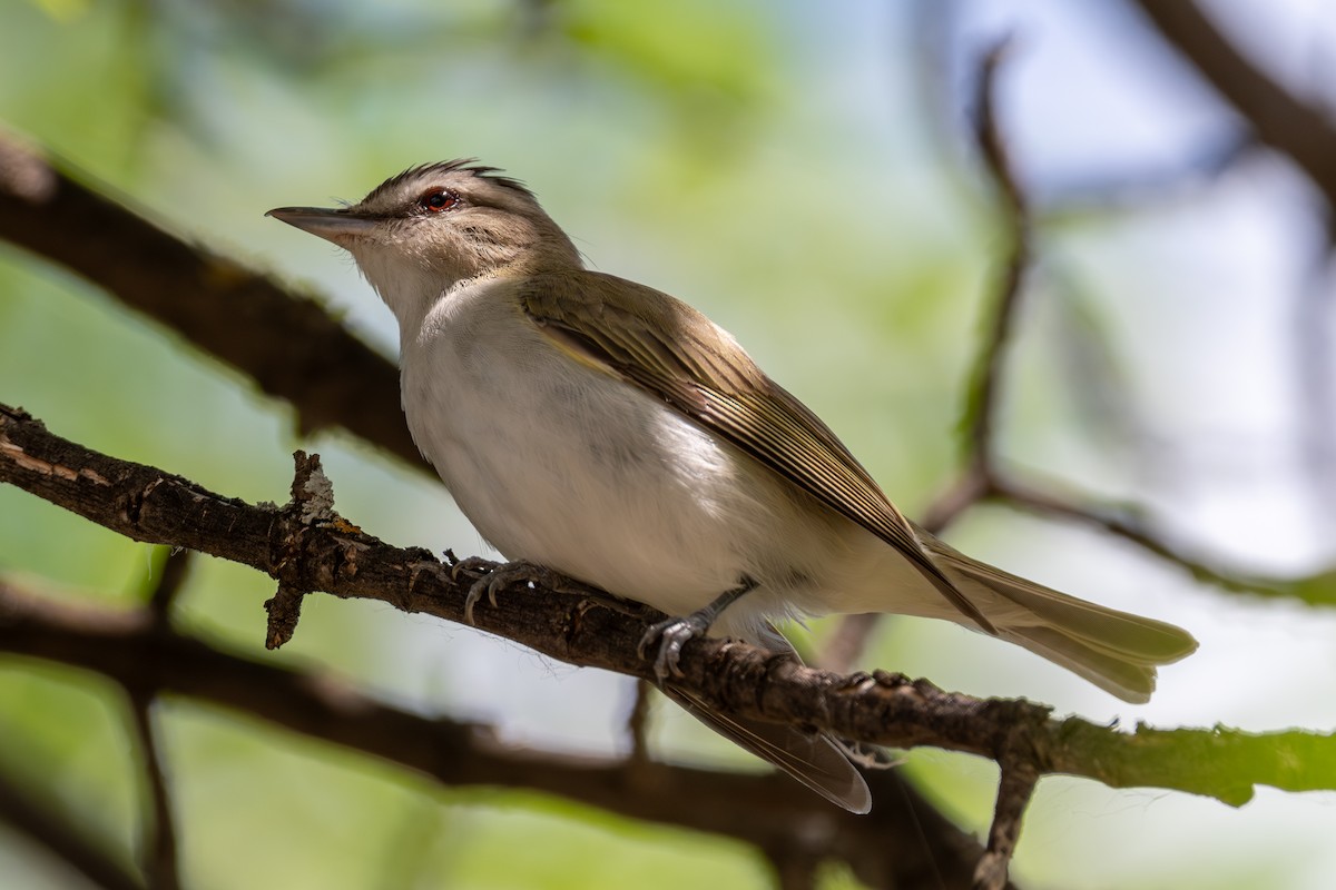 Red-eyed Vireo - ML639376609