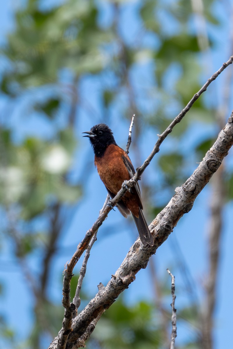 Orchard Oriole - ML639376617