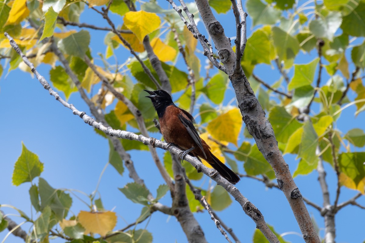 Orchard Oriole - ML639376618