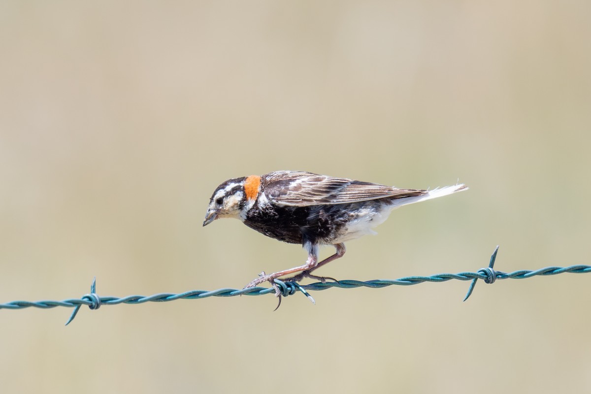 Chestnut-collared Longspur - ML639376714