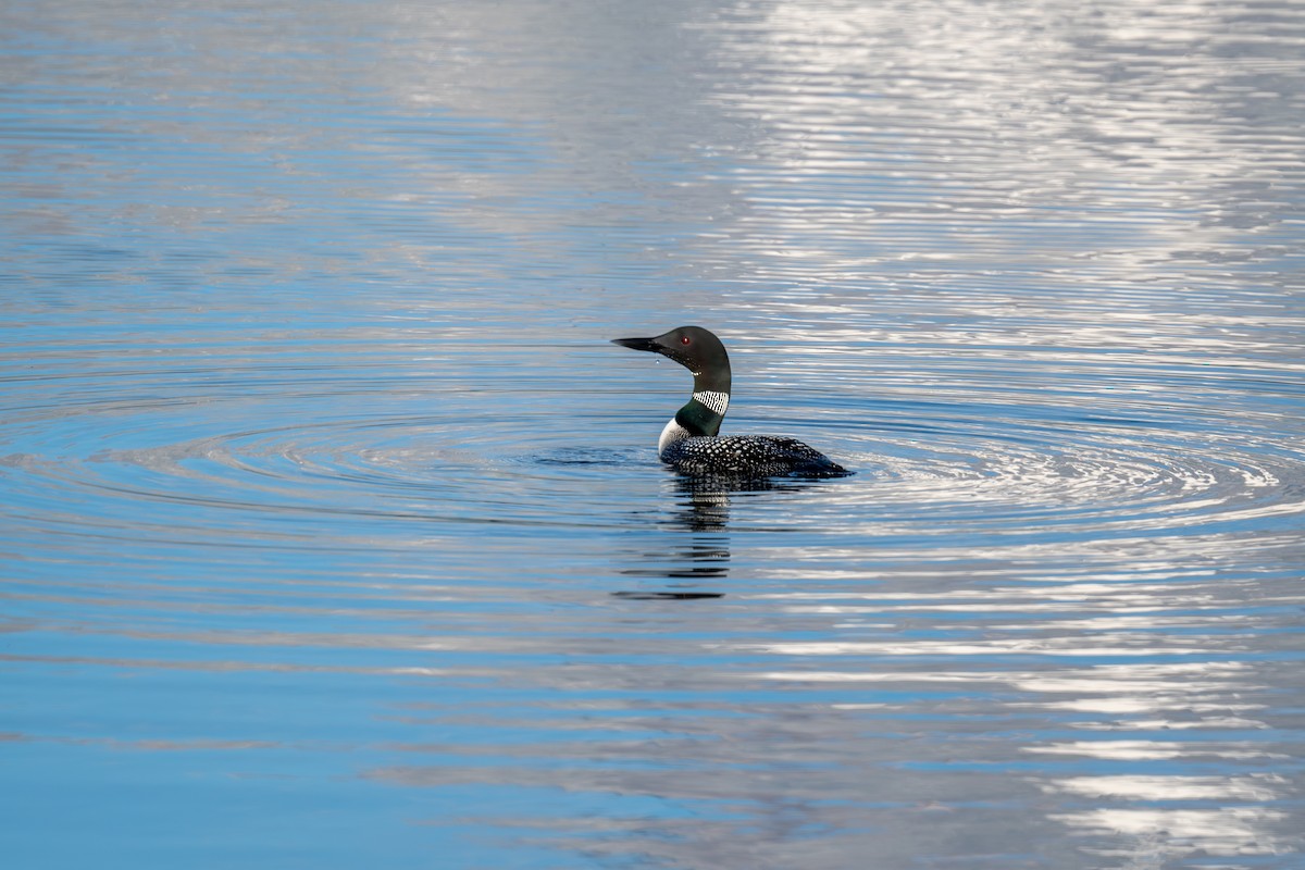 Common Loon - ML639376804