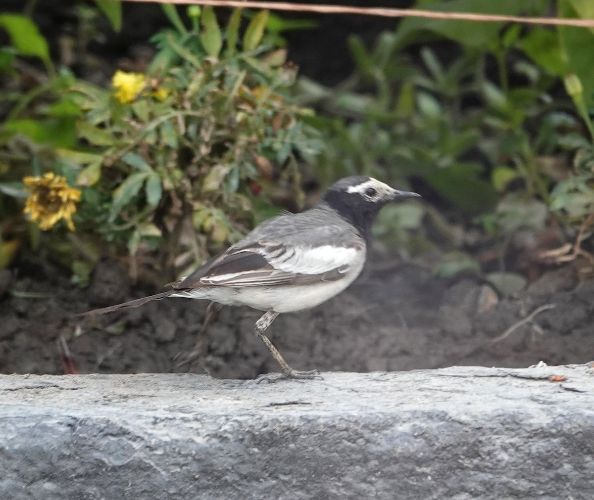 White Wagtail (Masked) - ML639376839