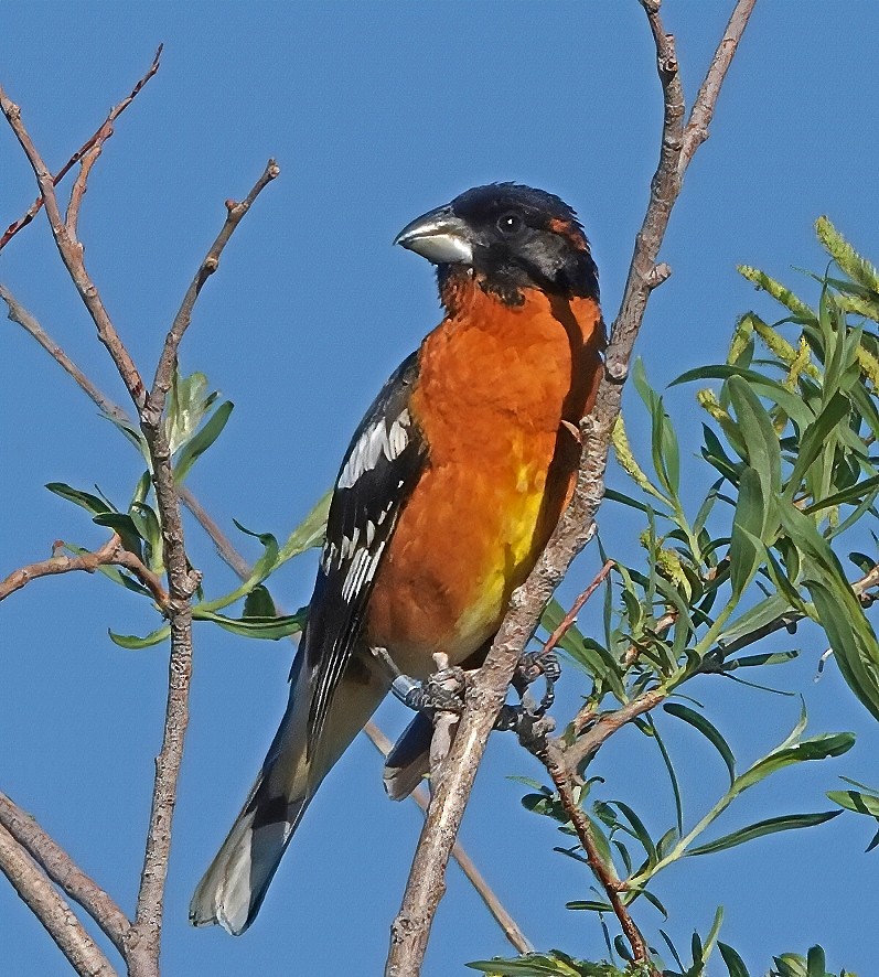 Black-headed Grosbeak - ML639376875