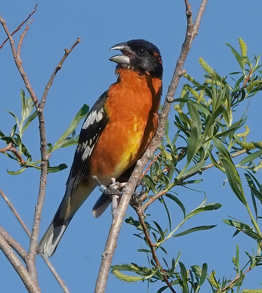 Black-headed Grosbeak - ML639376876