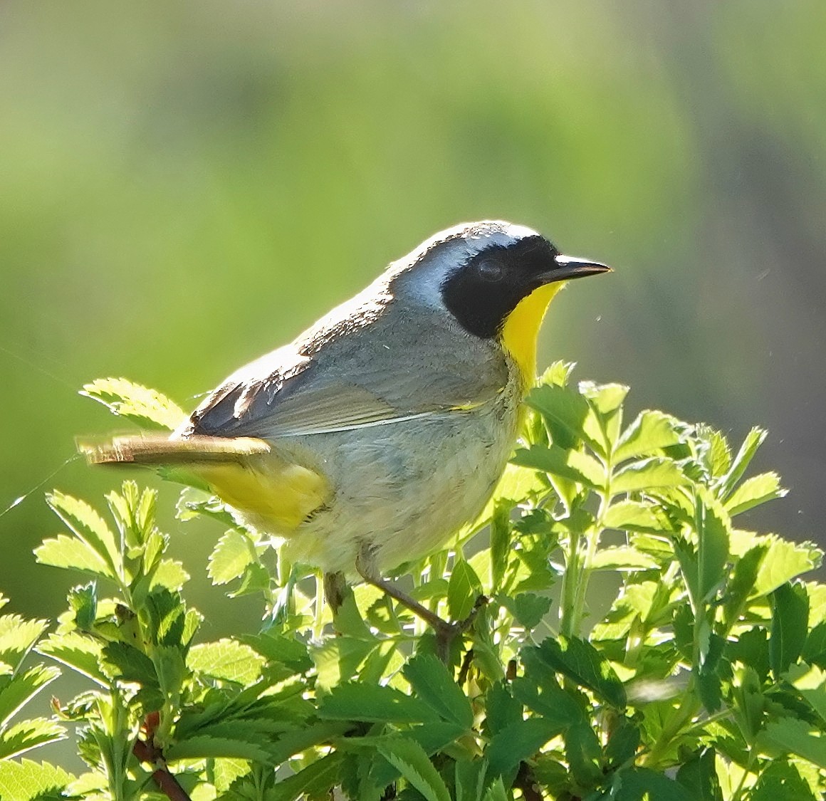 Common Yellowthroat - ML639376891