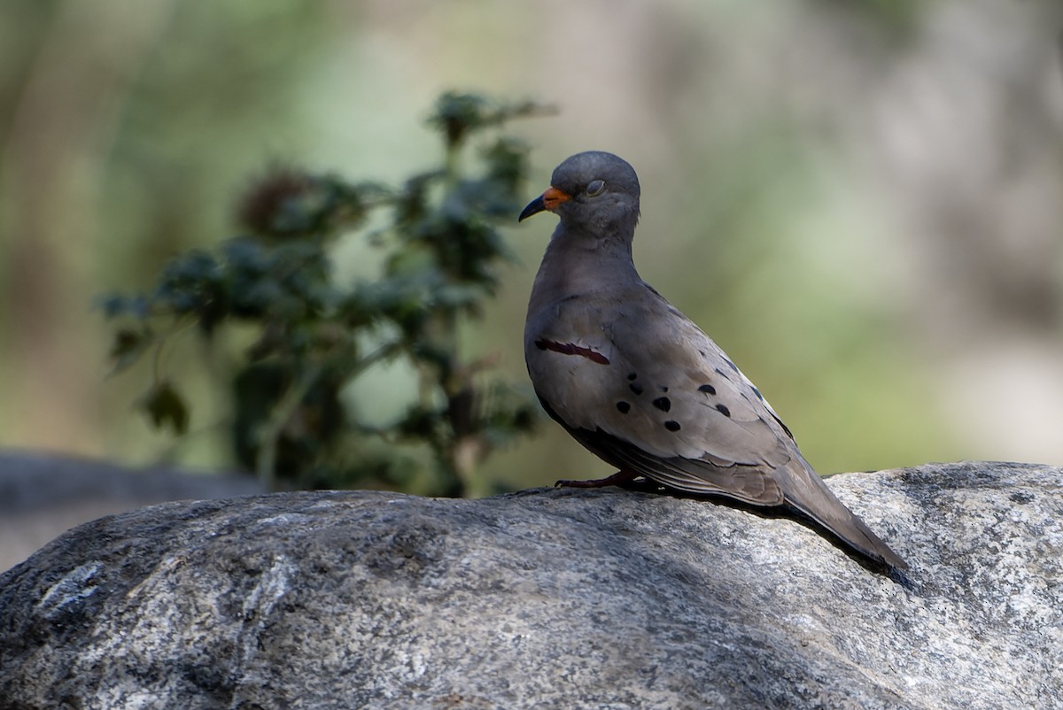 Goldschnabeltäubchen - ML639376901