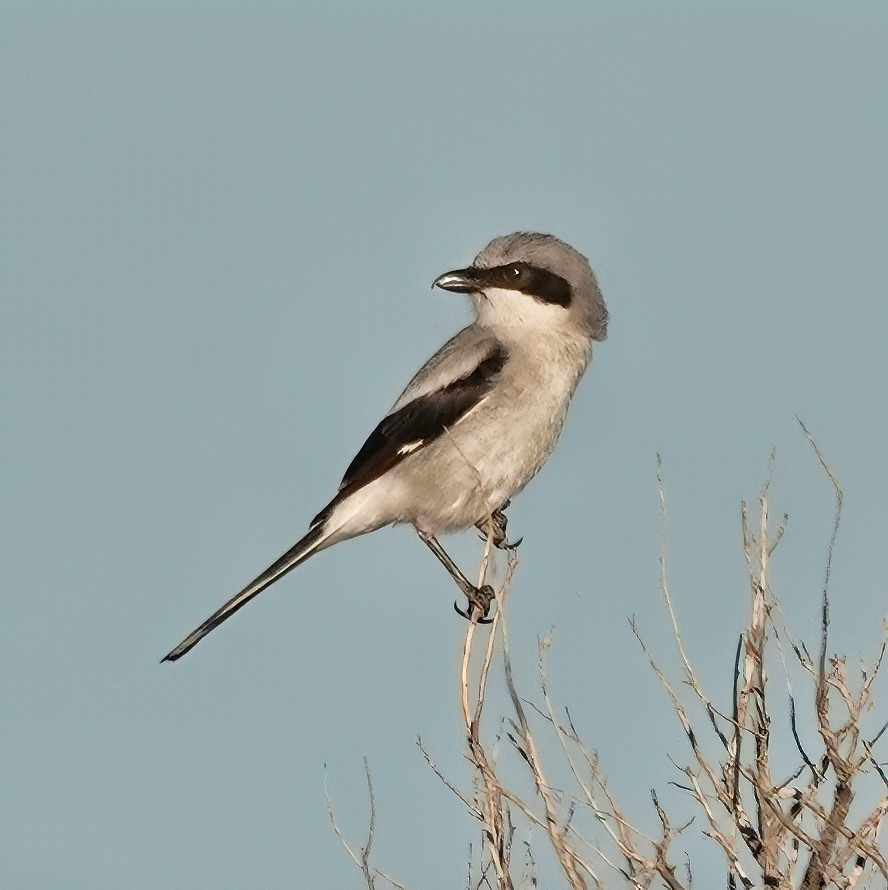 Loggerhead Shrike - ML639376905
