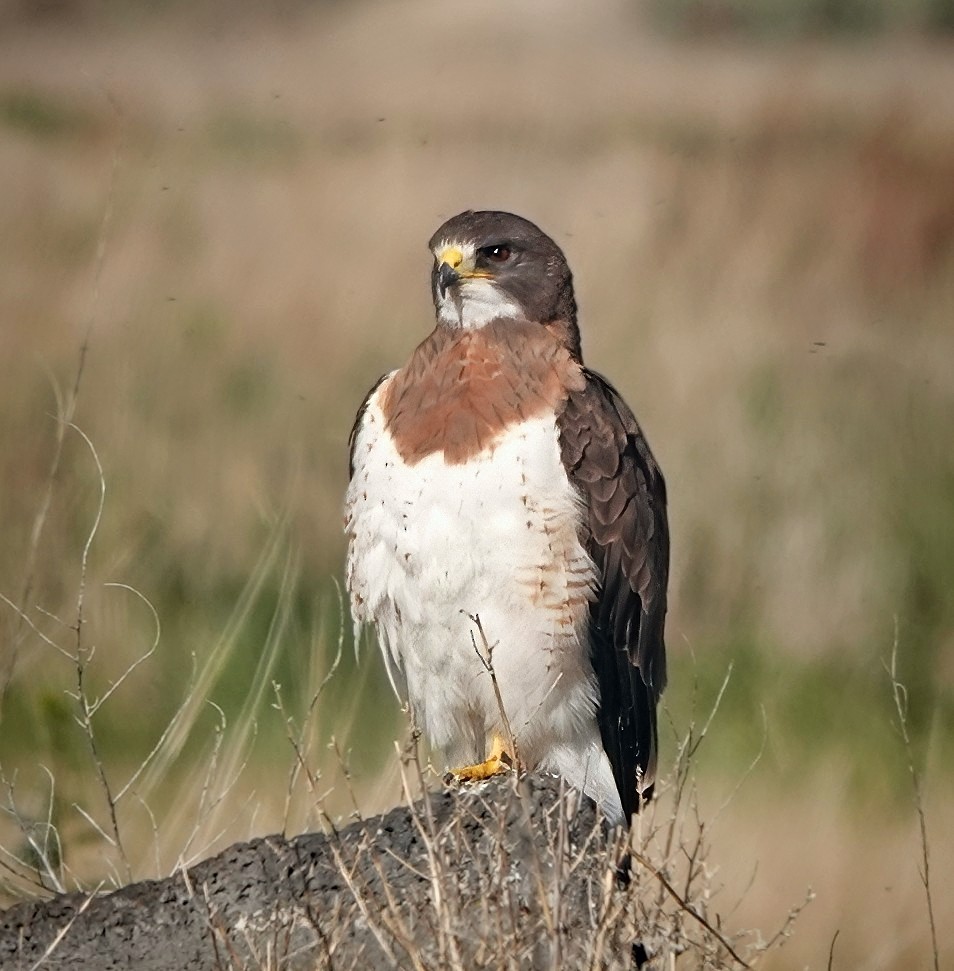 Swainson's Hawk - ML639376911