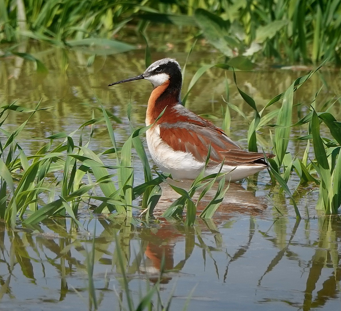 Wilson's Phalarope - ML639376929