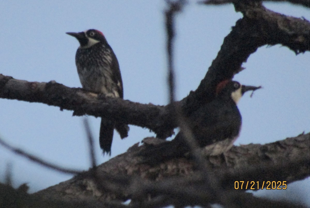Acorn Woodpecker - ML639376982