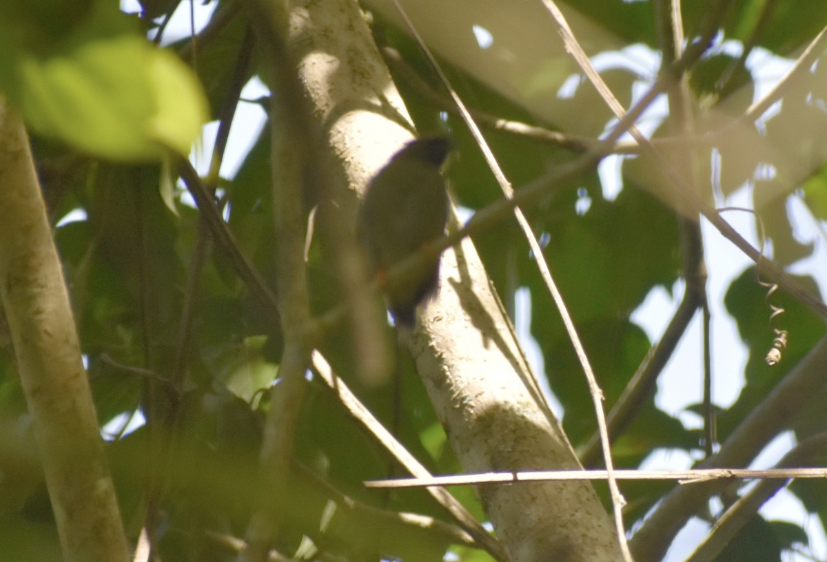 Long-tailed Manakin - ML639377070