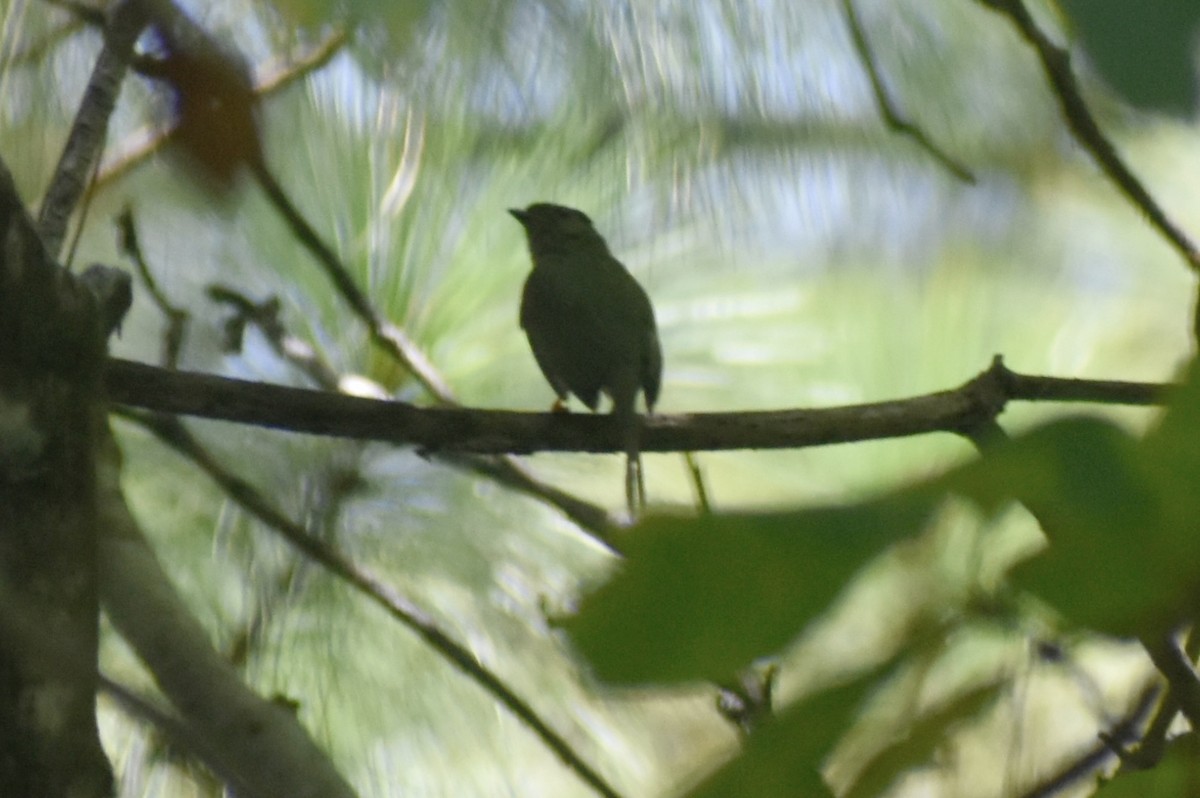Long-tailed Manakin - ML639377133